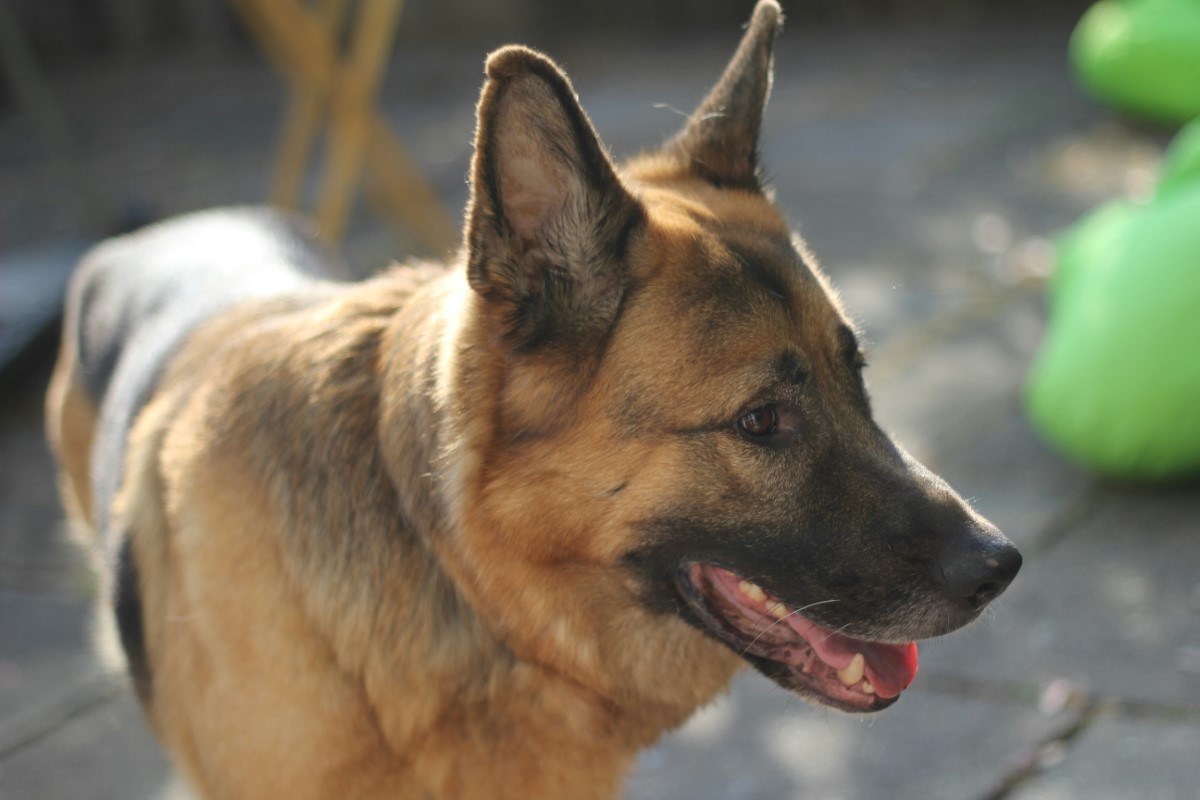 Berger allemand vs berger belge malinois