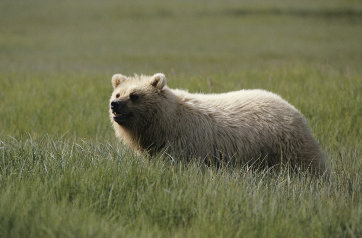 hybridation génétique entre l'ours polaire et brun