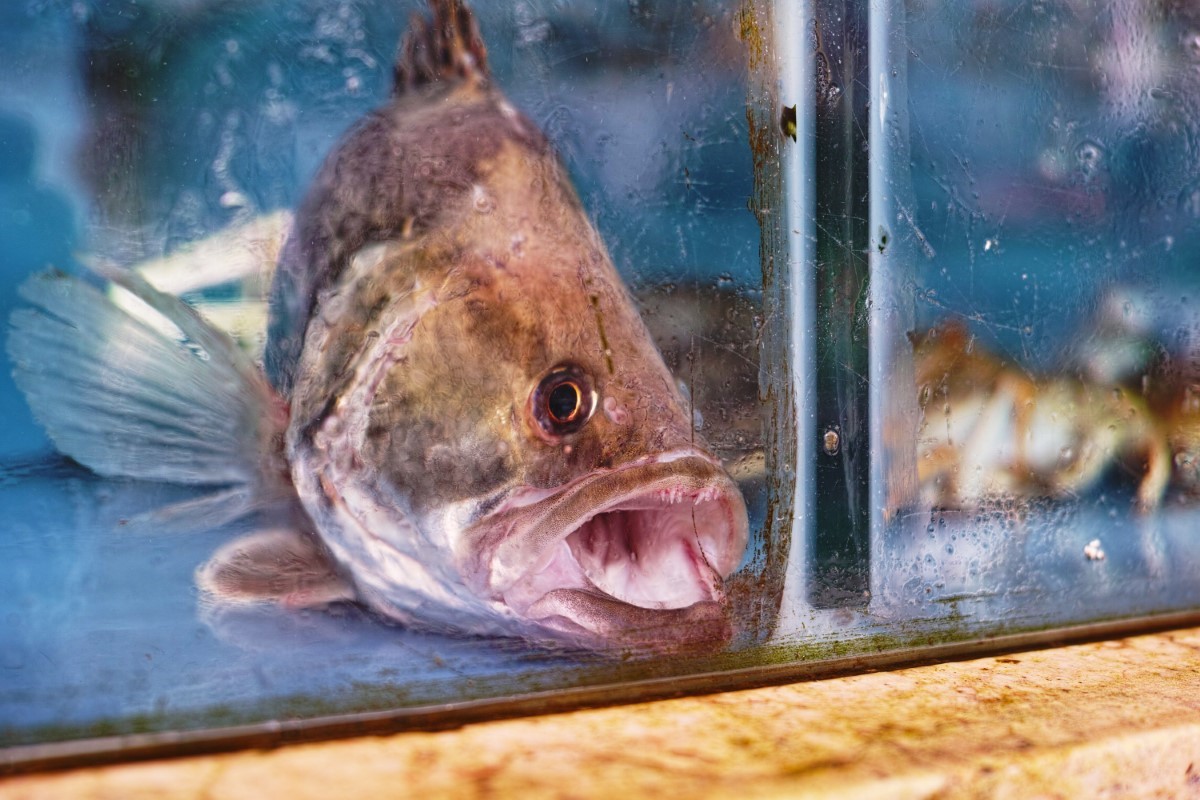 hydratation chez les poissons