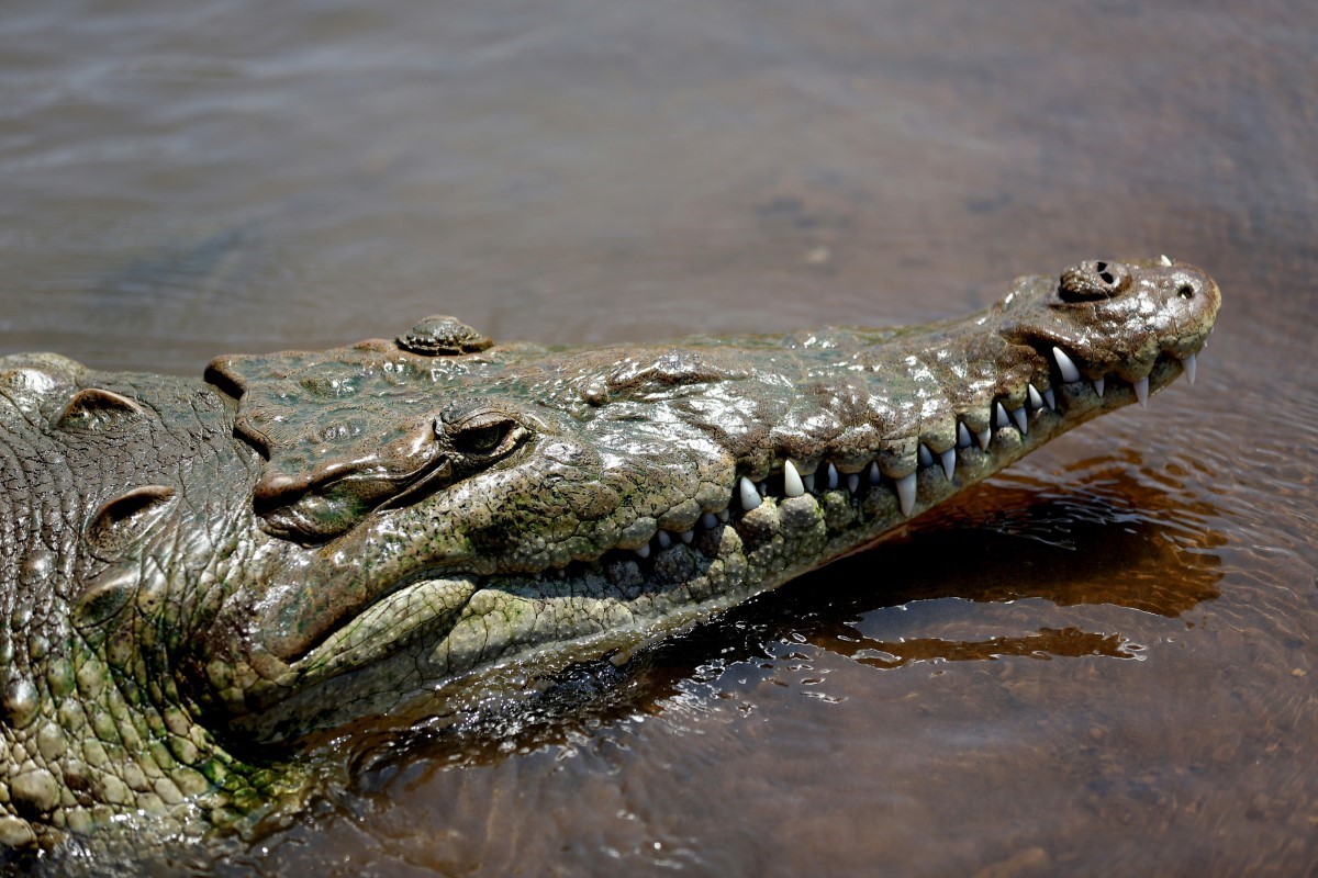 légendaire crocodile du Burundi