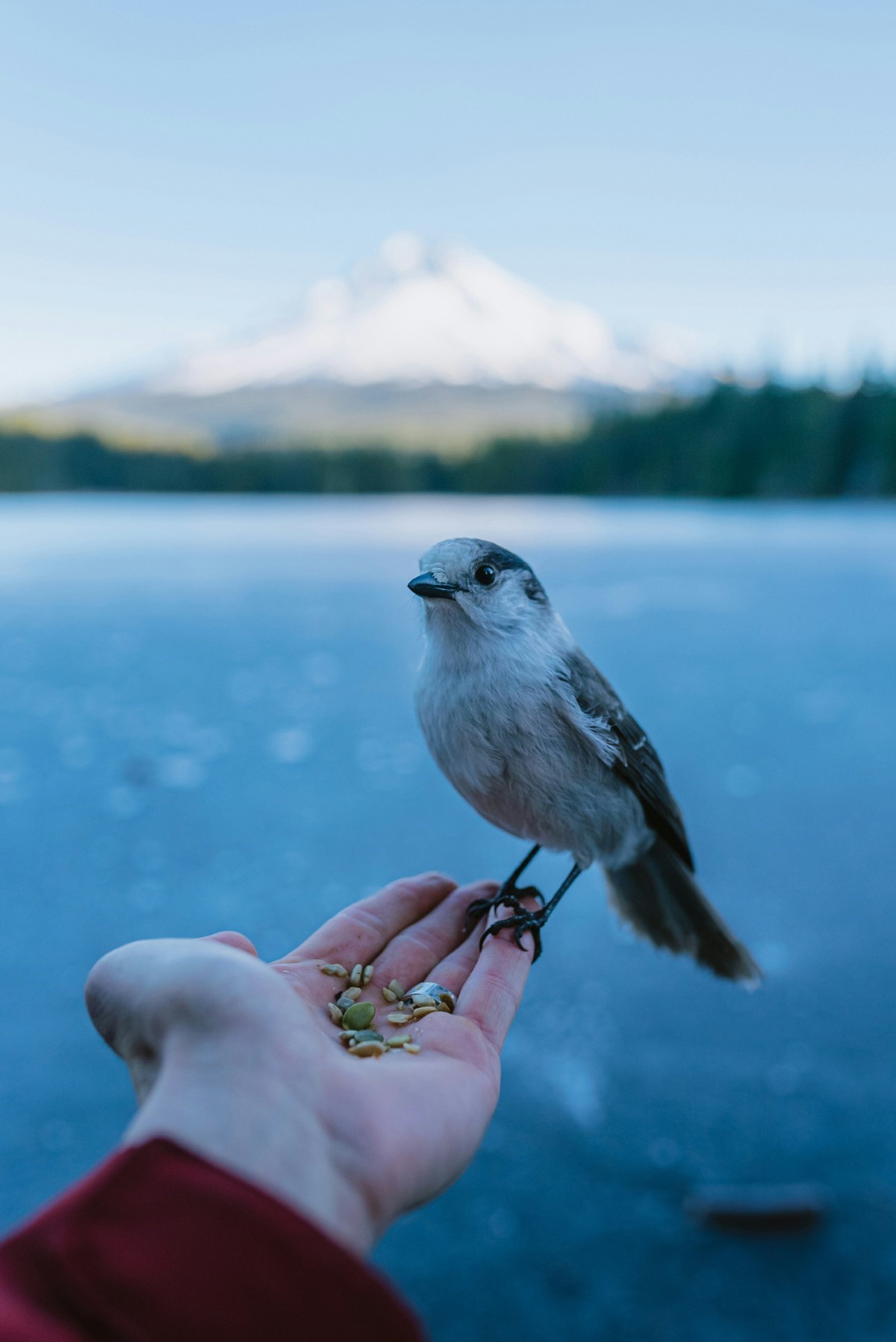 risques de toucher un oiseau