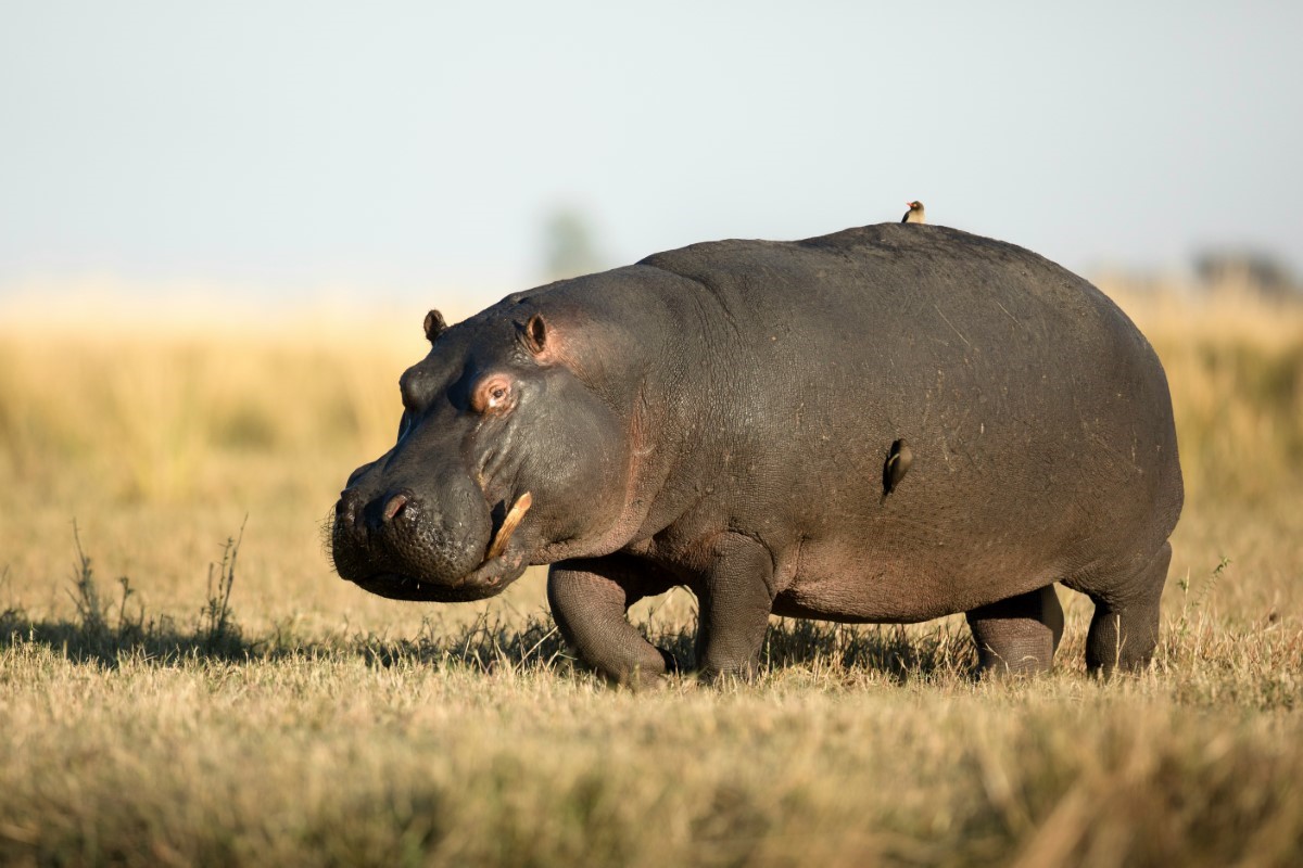 trafic d'ivoire d'hippopotames