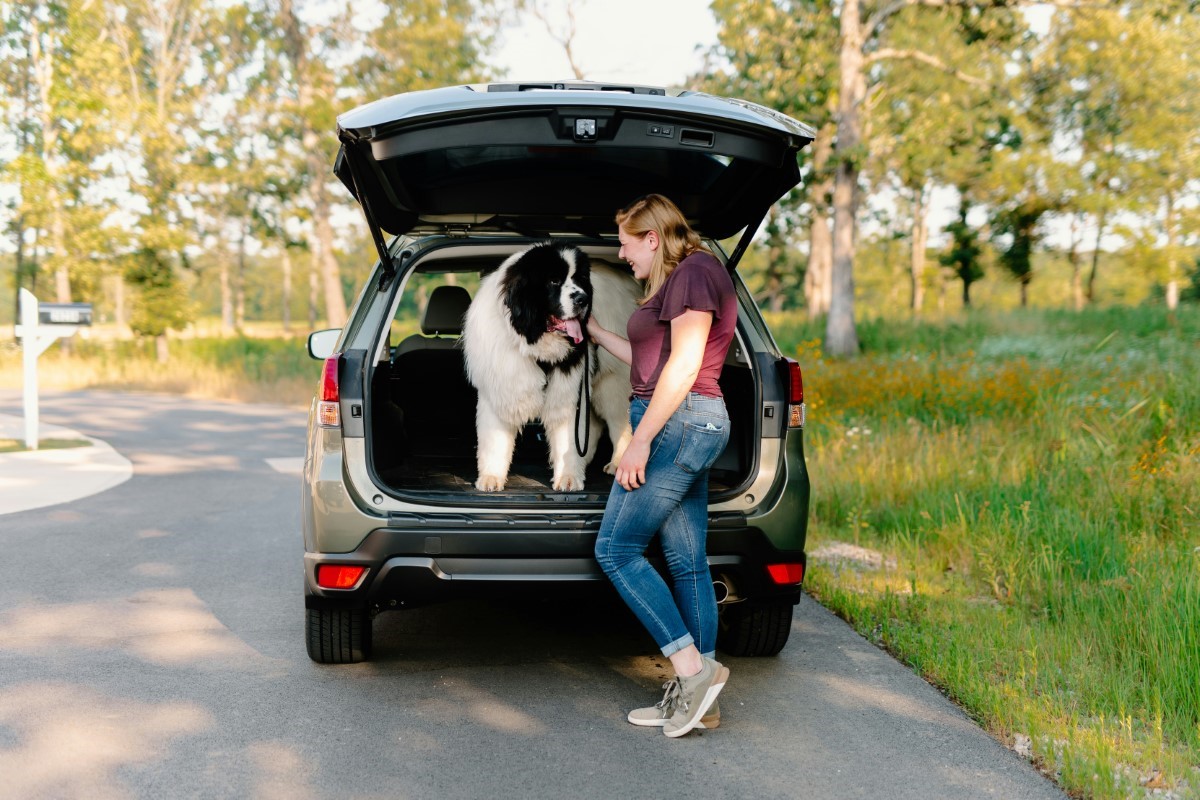 voyager en voiture avec un chat ou un chien